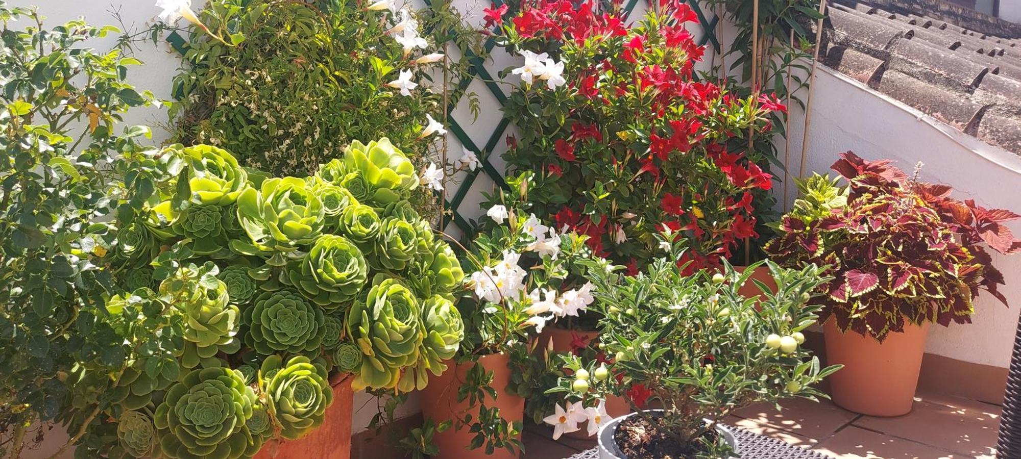 Apartamentos Los Descalzos Angel With Private Terrace Free Parking Ronda Exterior photo