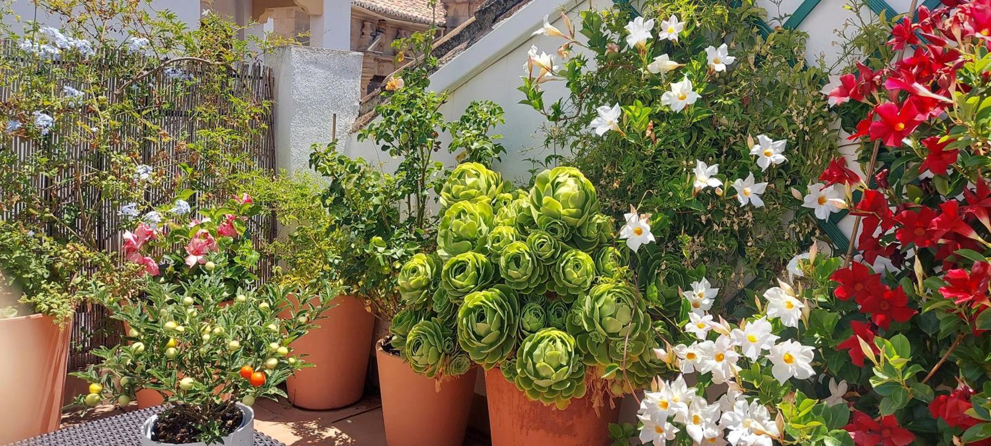 Apartamentos Los Descalzos Angel With Private Terrace Free Parking Ronda Exterior photo